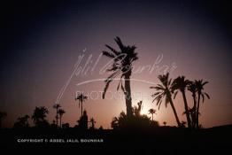 Image du Maroc Professionnelle de  Le jour se lève sur Marrakech la ville touristique par excellence du Maroc, quelques palmier du premier plan se dressent vers le ciel, d'ailleurs cet arbre tropical à grandes feuilles palmées est sacré, il fait partie des composantes majeures de l'identité de la ville rouge, depuis très longtemps, la loi  interdit formellement d'en couper, sous peine de très fortes amendes. Au fond le minaret de la Koutoubia. 15 Mars 1986. (Photo / Abdeljalil Bounhar)